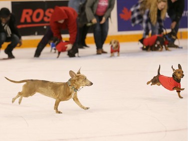 Weiner dogs are off and running towards their masters during a race held in the first intermission.