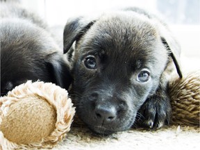 Wendy Bolf the co-founder of Ottawa Dog Rescue is in care of two little puppies, Clover and Pearl, after they were found along with many other little puppies abandoned near Tremblant. Bolf was at her Ottawa home with the puppies Saturday February 6, 2016.  Ashley Fraser