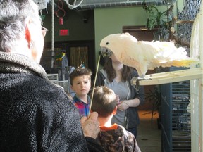 Visitor Arlene Steadman offers a grape on the end of a stick to a Cockatoo as her grandson, Carter Steadman, 8, and others watch.