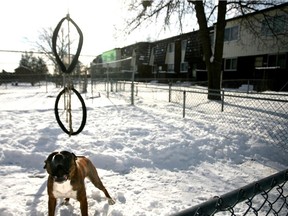 Files:  A dog stands guard in a backyard in the Heatherington housing project.