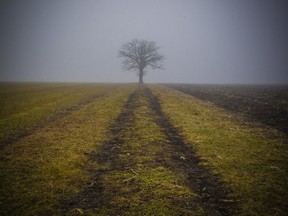 A lone tree is shrouded in dense fog at the Experimental Farm Wednesday, December 23, 2015.