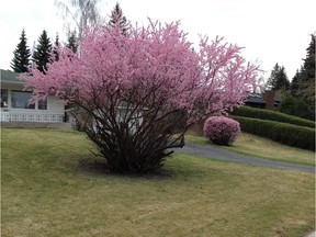 Learn to prune your ornamental shrubs this week.