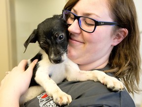 Dominique Lalonde, Coordinator of Canine Services at the  the Ottawa Humane Society, tends to 'Patches,' a two-month-old puppy found by snowmobilers along a trail near Manotick on Tuesday night.