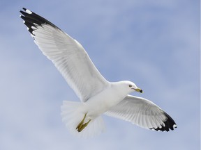 FILE: Seagull in flight. Photographed at Bate Island on Saturday, March 12, 2016. (James Park)