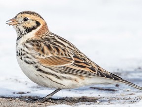 This year, 16 bird strikes have been reported at the Ottawa airport, including one incident last month in which a plane collided with a flock of migratory Snow Buntings during its approach to landing. Five dead birds were found on the runway.