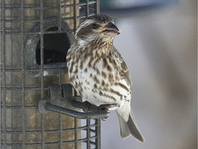 This Purple Finch was at a feeder in Carp. Many feeder watchers have reported an increase in Purple Finches recently. The female Purple Finch is heavily streaked with a bold white eye line and a notched tail.