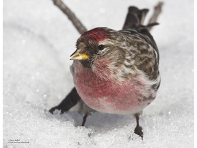 Common Redpolls are on the move north and numerous feeder watchers have reported small flocks during the past week.