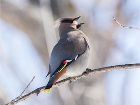 During the winter months when water is sometimes difficult to find birds will eat snow or ice. A Bohemian Waxwing rehydrates by eating a piece of ice.
