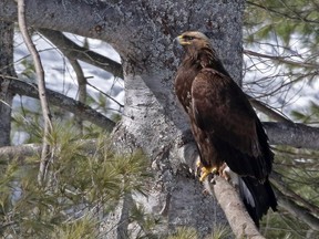 The Golden Eagle is a rare but regular spring and fall migrant and some individuals overwinter just north of Ottawa  in Renfrew County. Over the next month watch for migrants as they move north.