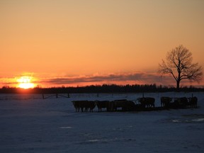 A photo of the sunset taken outside Kemptville.