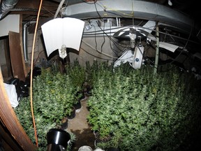 Police photo of marijuana grow-op in Val-des-Monts