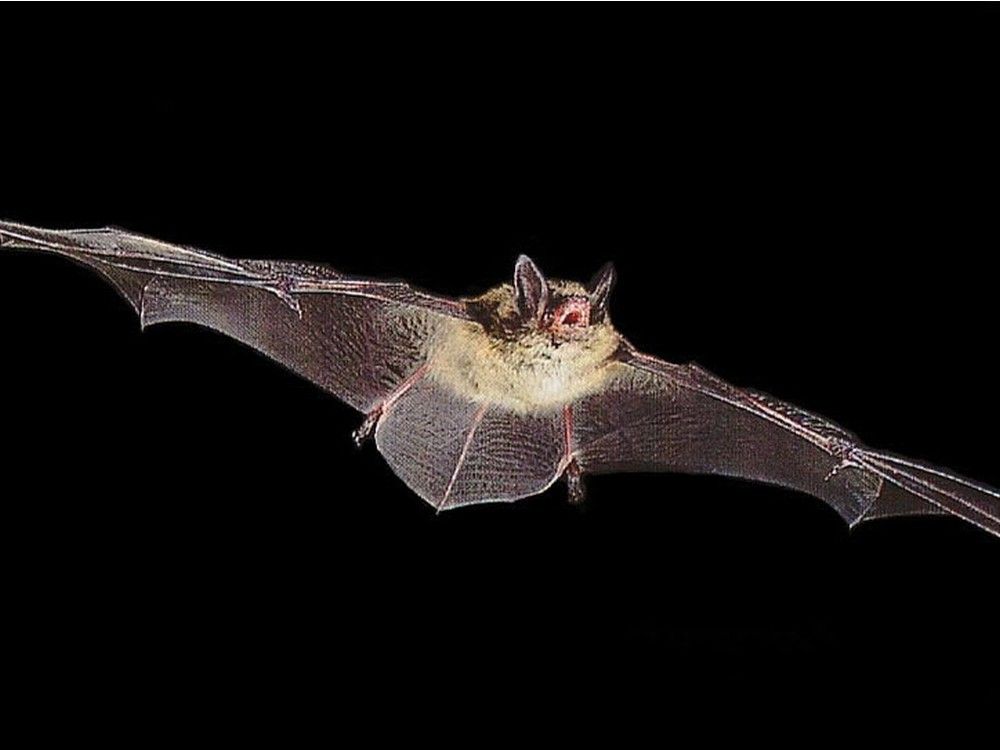 Dying bats have new hope to survive infection | Ottawa Citizen