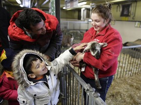 Mahmoud Barho, 5, pets a three-week-old lamb in the arms of Adriana Jaquemet at the Canada Agriculture & Food Museum's opening day of "Easter at the Farm" on March 25, 2016.