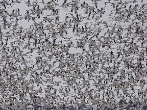 Thousands of Snow Geese have been reported east of Ottawa in the Bourget–Pendleton–Riceville areas.