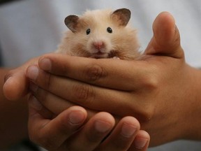 Hamster