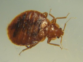 A photo of a bed bug taken by entmologists at Cornell University.