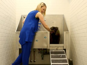 Chantal Smith, sales director Cathedral Hill, gets Zuzu up into the condo’s dog washing station.