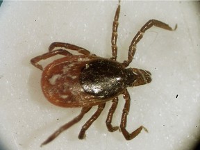 A deer tick seen through a microscope.