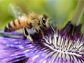 (FILES)A bee collects nectar from a flower on April 24, 2012 in Los Angeles, California.  Falling numbers of wild bees and other pollinating insects are hurting global agriculture, a study released on February 28, 2013 found. Managed populations of pollinators are less effective at fertilizing plants than wild ones, the researchers said, so the dearth of pollinating insects cannot be solved by simply introducing others. "Adding more honey bees often does not fix this problem, but... increased service by wild insects would help," said Lawrence Harder, a scientist with the University of Calgary in Canada, which led the study.