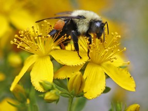 Bumblebee gathers nectar on a wildflower