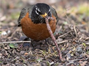 In spite of the cold temperatures, American Robins are still finding worms.