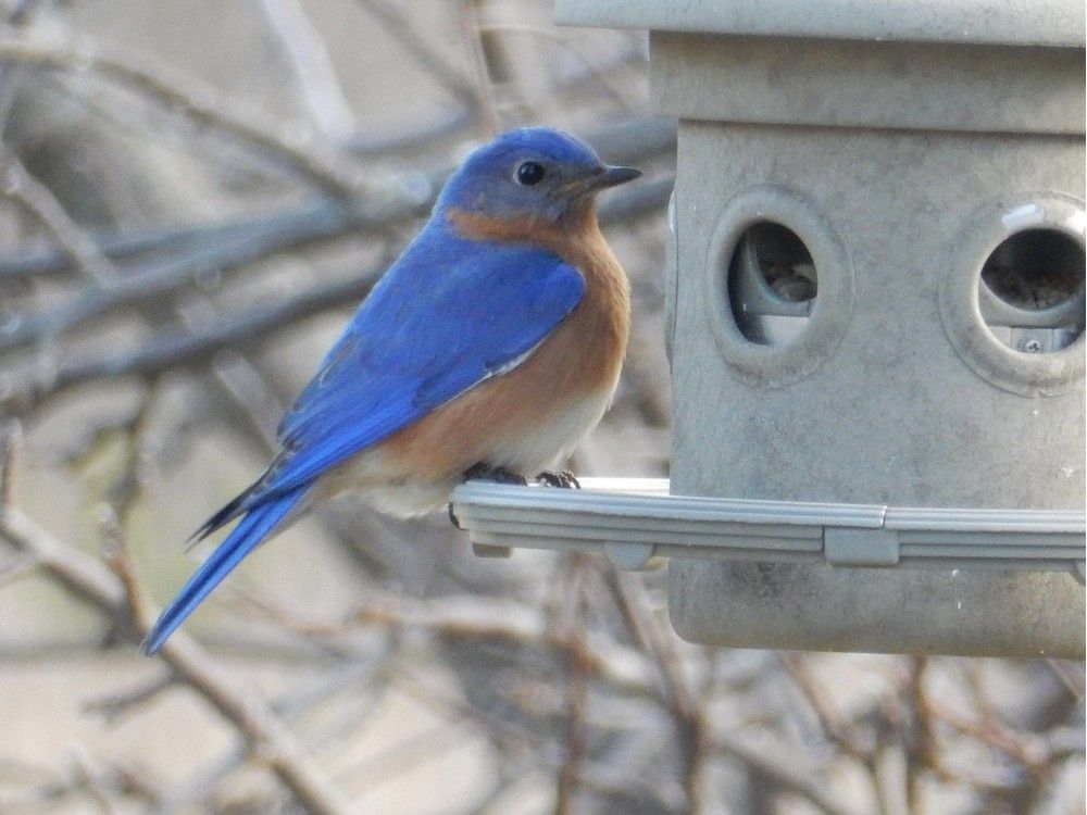 BIRD OF THE WEEK: THE EASTERN BLUEBIRD – Nature Anywhere