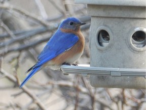 A  male Eastern Bluebird takes advantage of a feeder during the snow fall. Occasionally bluebirds visit feeders during late fall-early winter and spring time.
