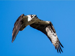 Since DDT and other pesticides were banned in the early 1970s the Osprey has made a major comeback in our region.