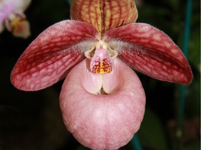 The Orchid Society orchid show is at a new location this year