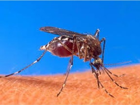 West Nile virus has again been detected in area mosquitoes.