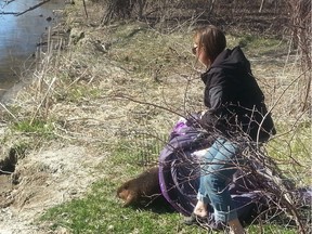 Stage assistant Linda Laurus opens the gate as Justin Beaver makes his return to Ottawa, emerging from under a Justin Bieber blanket before taking his act under water.