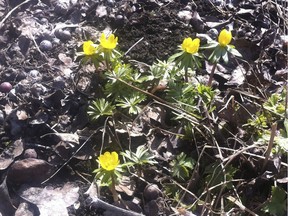 Take note of early bloomers like these winter aconite while you do your spring cleaning