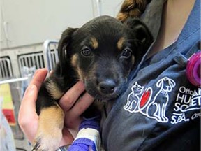 Sadie, a seven-week-old Rottweiler puppy, in the critical care unit at the Ottawa Humane Society.