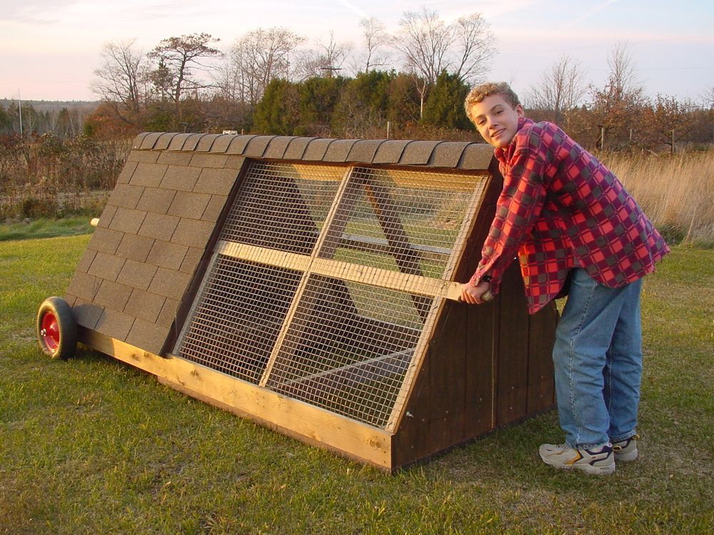 House Works The reality of backyard chickens Ottawa Citizen