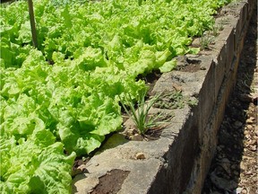 Home-grown, organic lettuce from a raised-bed patch is better than store bought, but it take people who've learned to love manual labour. (Steve Maxwell)
