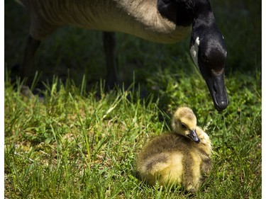 A baby goose was closely watched over Sunday May 29, 2016.   Ashley Fraser