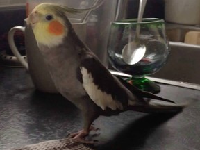 Clyde, a  missing cockatiel, was last seen far from home in the Golden Triangle .
