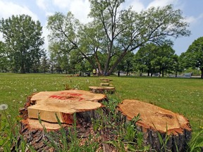 Cut down trees at Mooney's Bay where the new play structure will be.