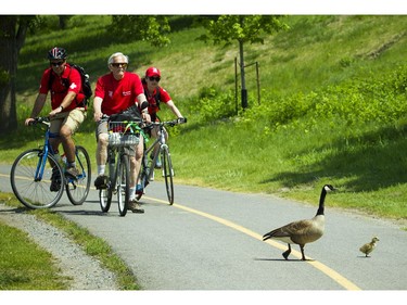 Cyclists had to stop for a family of geese to cross the bike path along the Ottawa River Sunday May 29, 2016.   Ashley Fraser