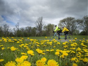 Cyclists were out on Sir John A. Macdonald Parkway to kick off the 46th season of Sunday Bikedays Sunday May 15, 2016.  Every Sunday morning until the Labour Day weekend, outdoor enthusiasts can take advantage of over 50 kilometres of parkways.