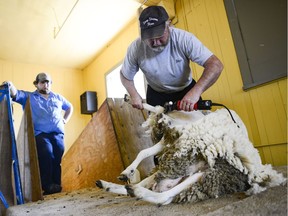 Daisy gets sheared on stage by professional shearer Ross Creighton at Canada Agriculture and Food Museum on Sunday, May 22, 2016.