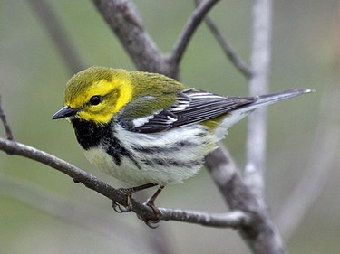 The Black-throated Green Warbler is a regular migrant in Eastern Ontario and  easily recognized by its black throat- yellow cheeks and greenish back.