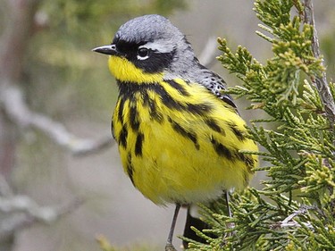 The Magnolia Warbler is a regular spring migrant. Watch for these warblers in city parks and woodlots.