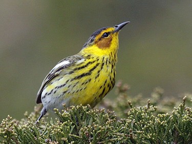 The Cape May Warbler is another unmistakeable species and is an uncommon migrant throughout our region.