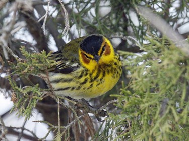 The Cape May Warbler is another unmistakeable species and is an uncommon migrant throughout our region.