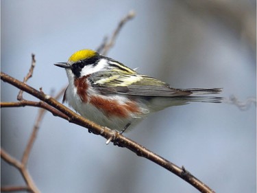 The Chestnut-sided Warbler is a regular breeder in  Gatineau Park. Watch for this species at Champlain Lookout.
