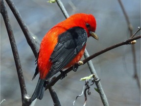 Scarlet Tanagers are now being reported from Eastern Ontario.
