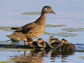 This female Wood Duck has a few additional downy young Hooded Mergansers with its family. Note the bill shape difference and overall colouration.