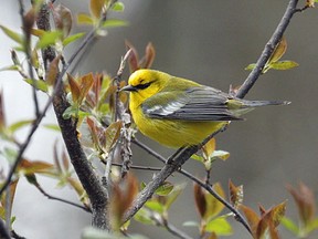The Blue-winged Warbler is one of over 30 species of warblers found in Southern Ontario during spring migration and is a rare but regular visitor to Eastern Ontario.