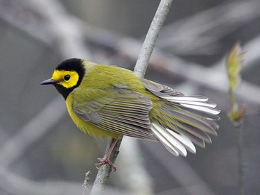 The Hooded Warbler is unmistakeable. Watch for this rare visitor to Eastern Ontario over the next couple of weeks.